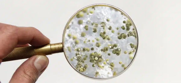 Will a Dehumidifier Kill Mold?